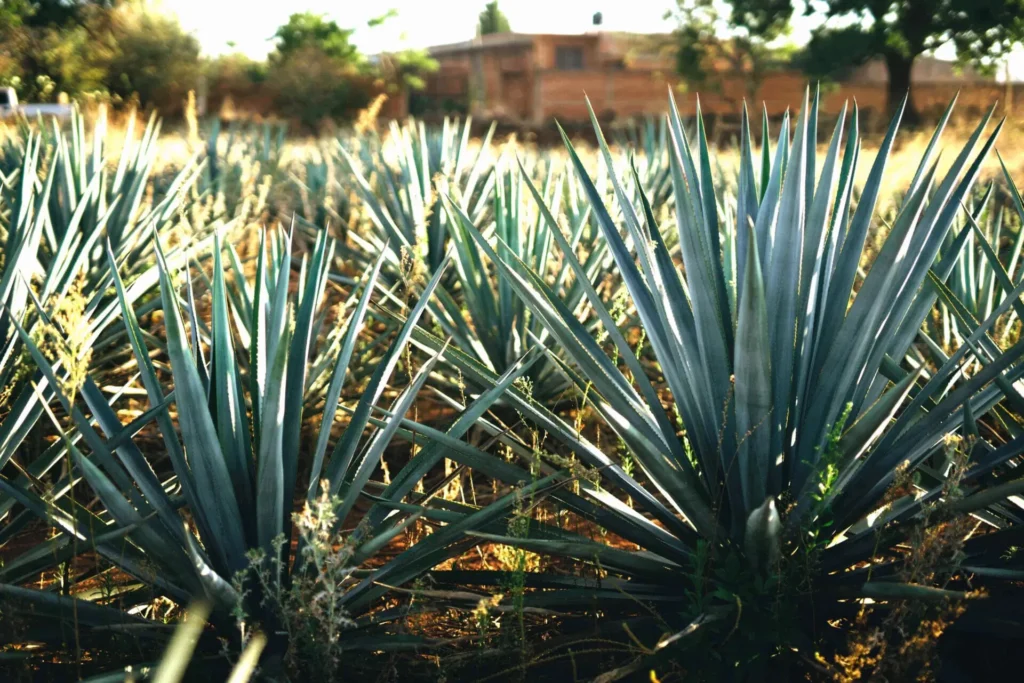 Jalisco Anunciando Inmuebles