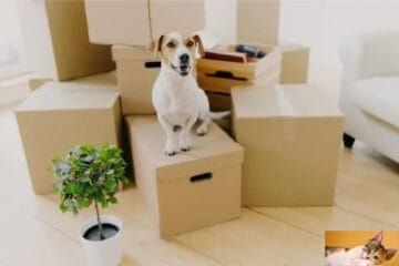 Consejos útiles para organizar una mudanza